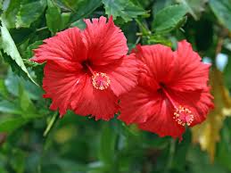 hibiscus flower for tea