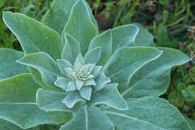 mullein leaf for respiration