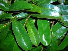 soursop leaves for Immunity